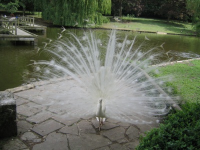 whitepeacock.jpg