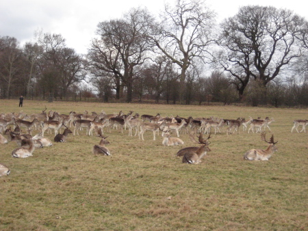 richmondparkdeer.jpg